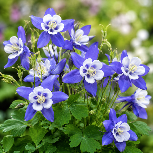 Aquilegia Flower Seeds - seed packet and planting photo