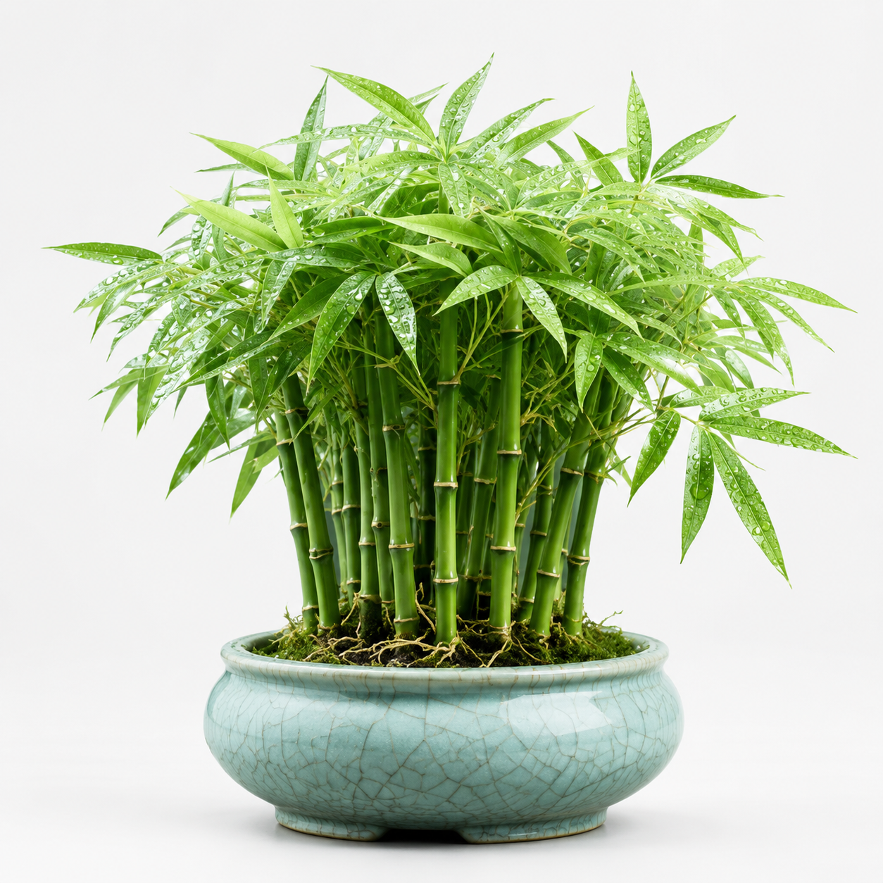 Home Grow Bamboo Flower Seeds - seed packet and planting photo