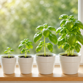 Basil Flower Seeds - seed packet and planting photo