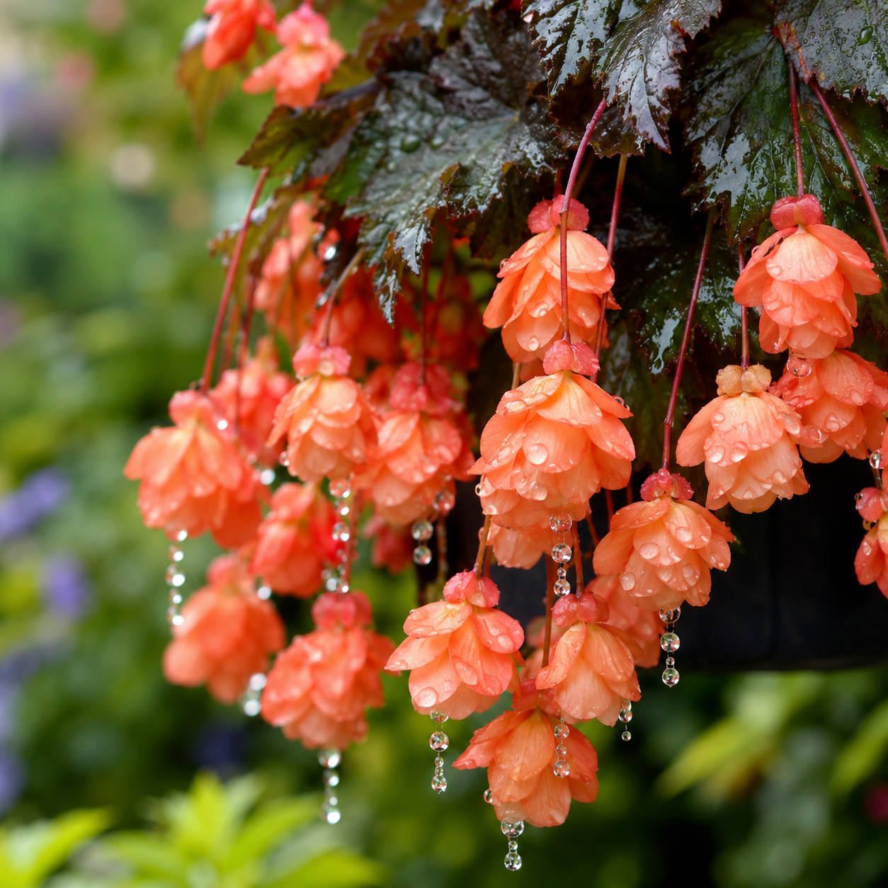 Begonia Flower Seeds - seed packet and planting photo
