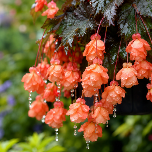 Begonia Flower Seeds - seed packet and planting photo