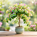 Bougainvillea Flower Seeds - seed packet and planting photo