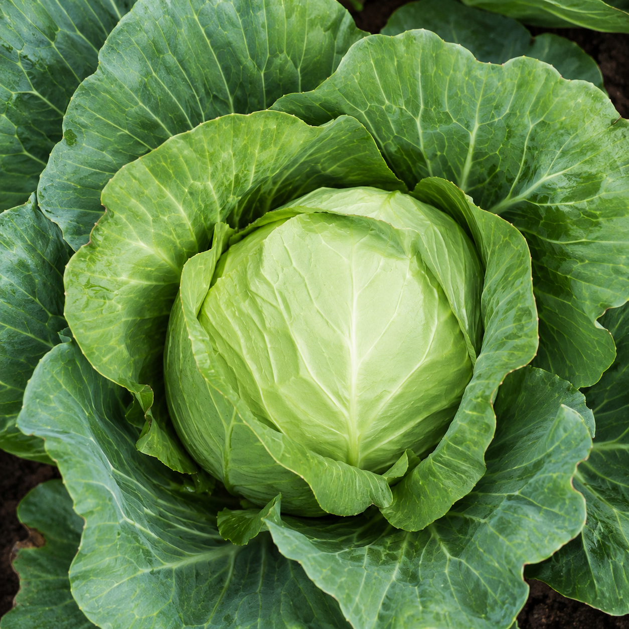 Cabbage for Kitchen Gardens Planting Seeds for Home Gardens - seed packet and planting photo