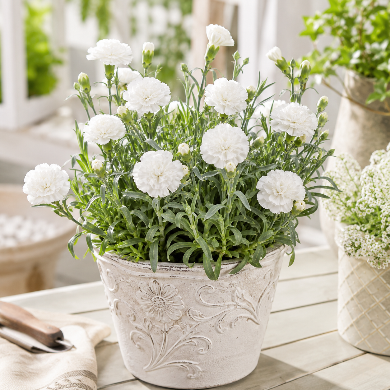 Carnation Flower Seeds - seed packet and planting photo
