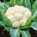 Cauliflower Planting Seeds for Home Gardens 2 - seed packet and planting photo