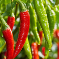 Chili Pepper / Bell Pepper for Kitchen Gardens Planting Seeds for Home Gardens - seed packet and planting photo