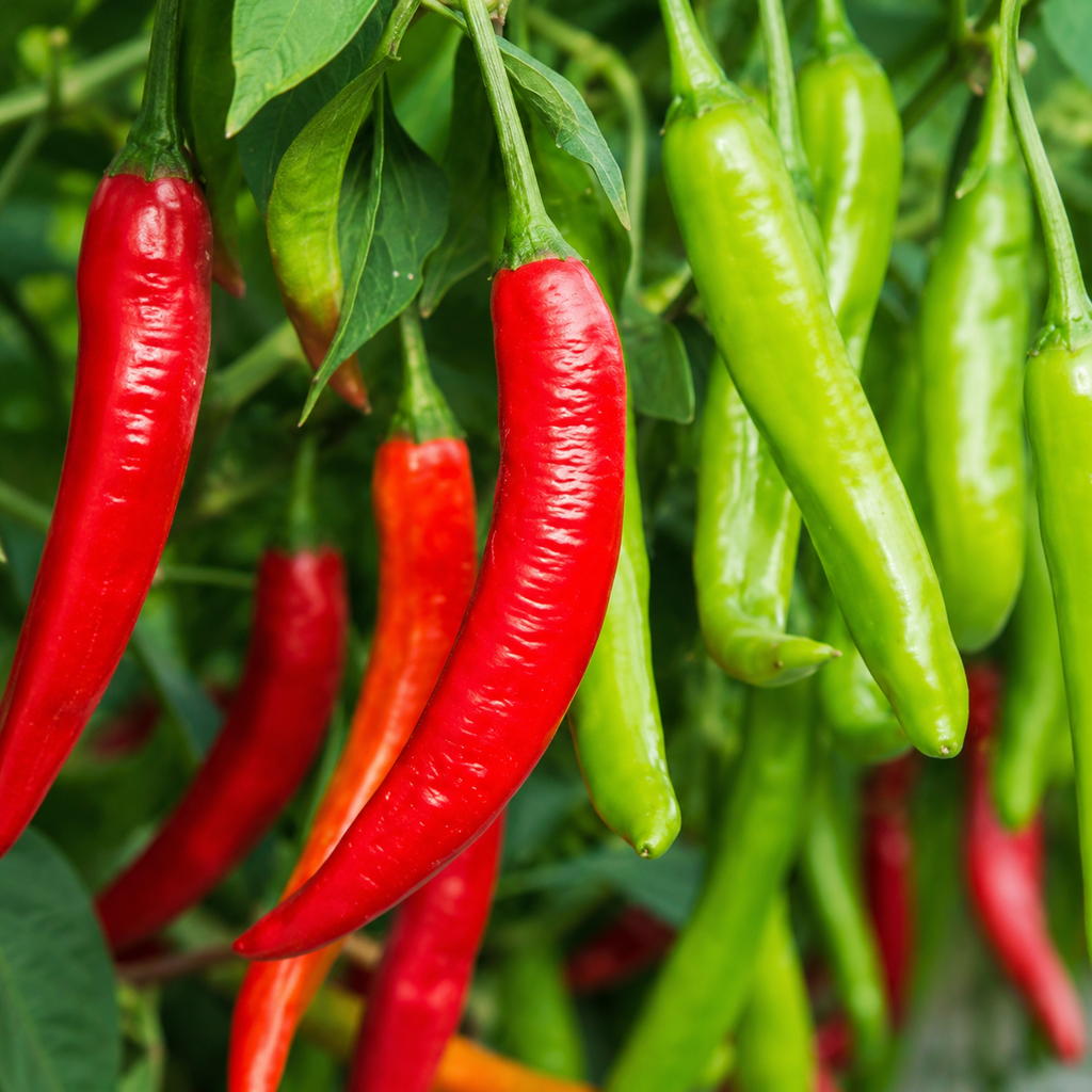 Chili Pepper / Bell Pepper for Kitchen Gardens Planting Seeds for Home Gardens - seed packet and planting photo