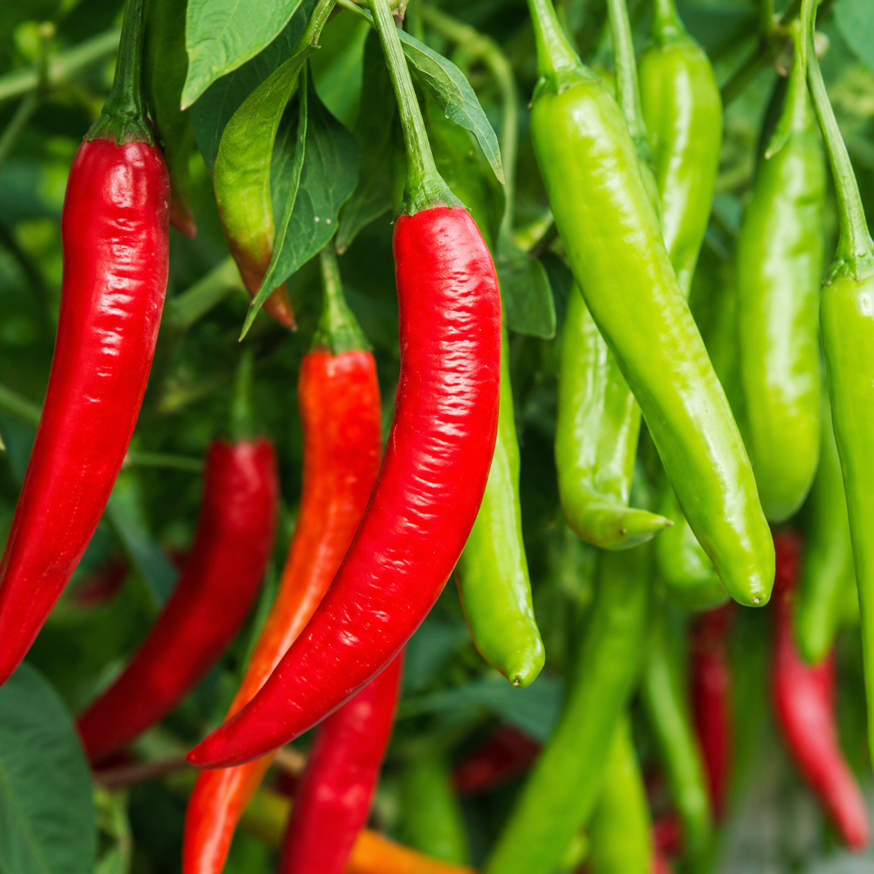 Chili Pepper / Bell Pepper for Kitchen Gardens Planting Seeds for Home Gardens - seed packet and planting photo