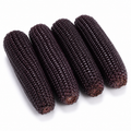 Corn Planting Seeds for Home Gardens - seed packet and planting photo