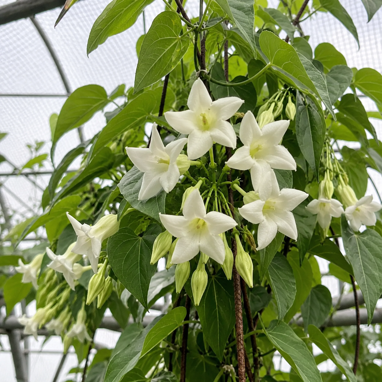 Datura Flower Seeds - seed packet and planting photo