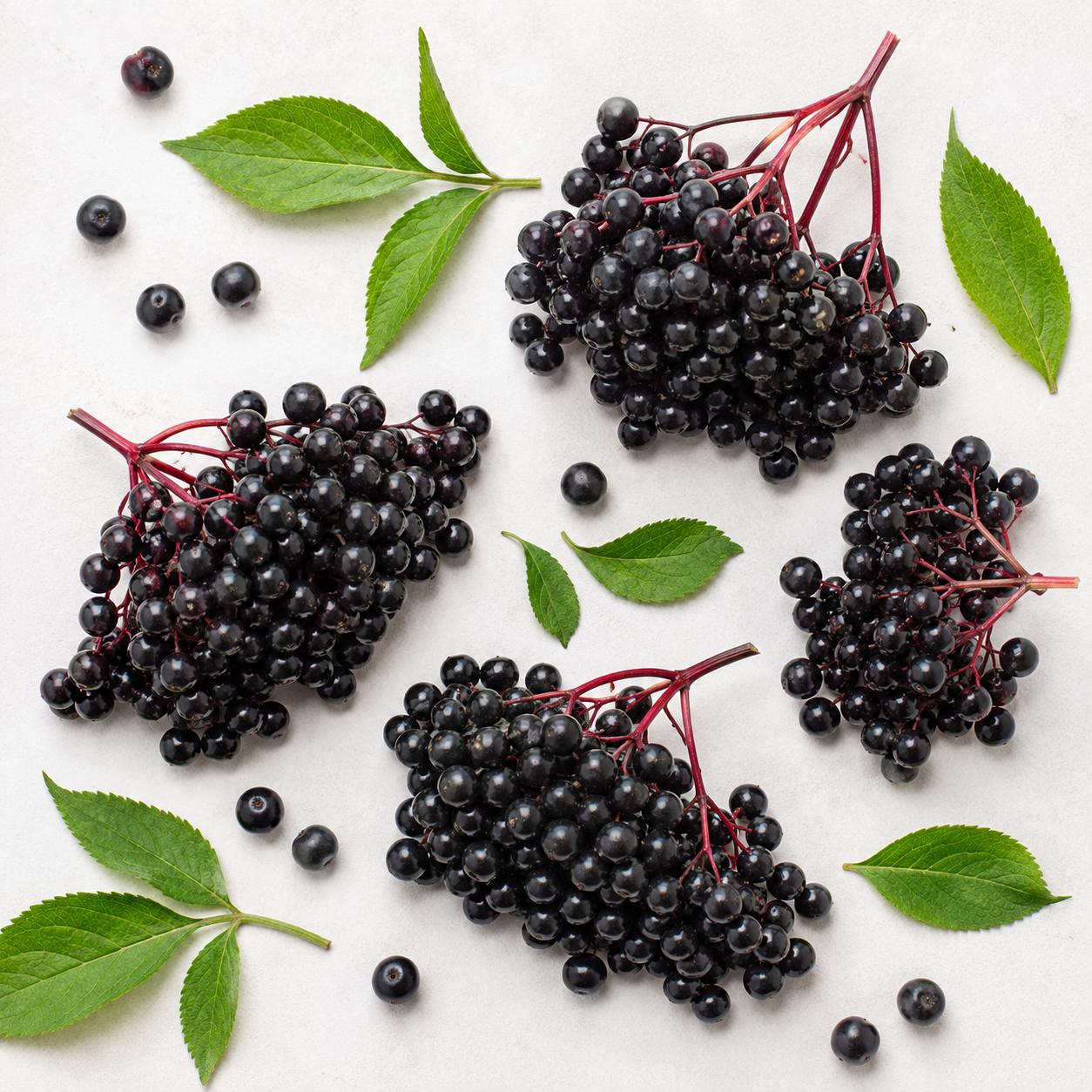 Elderberry Fruit Seeds - seed packet and planting photo