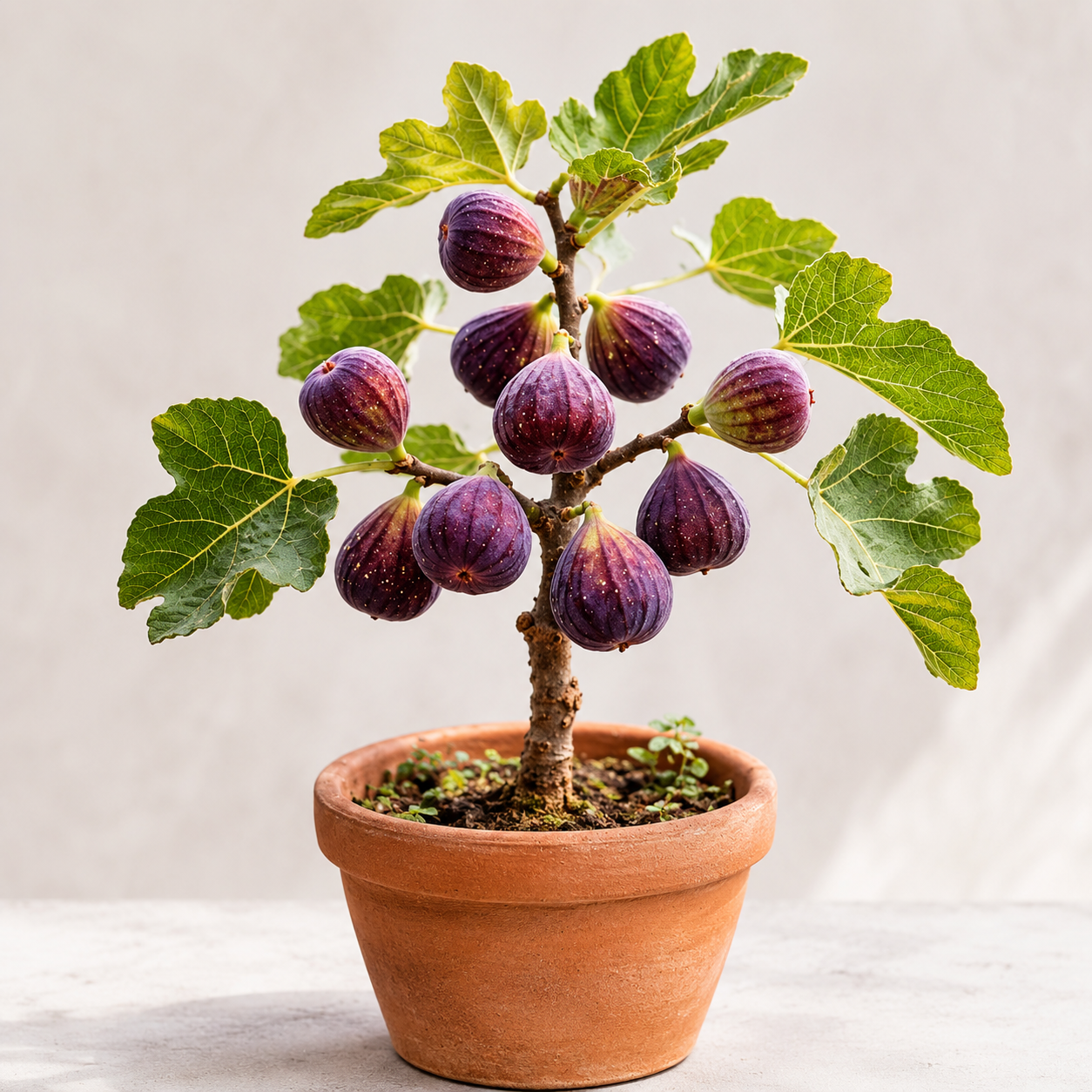 Fig Fruit Seeds - seed packet and planting photo