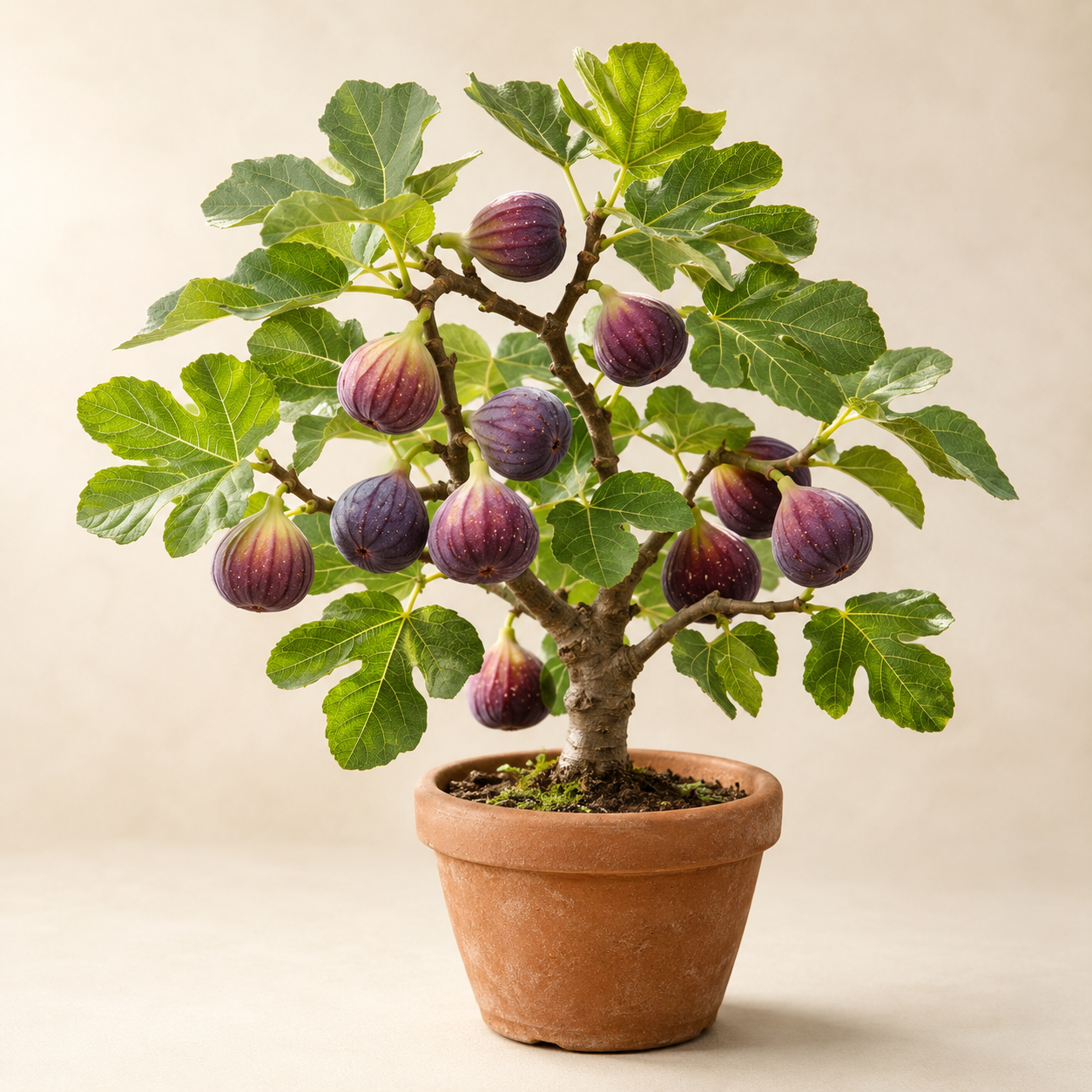 Fig Fruit Seeds - seed packet and planting photo