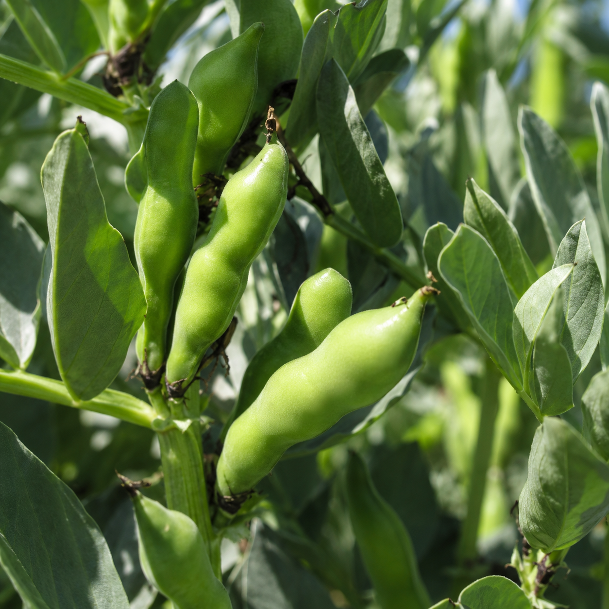 Green Beans for Kitchen Gardens Planting Seeds for Home Gardens - seed packet and planting photo