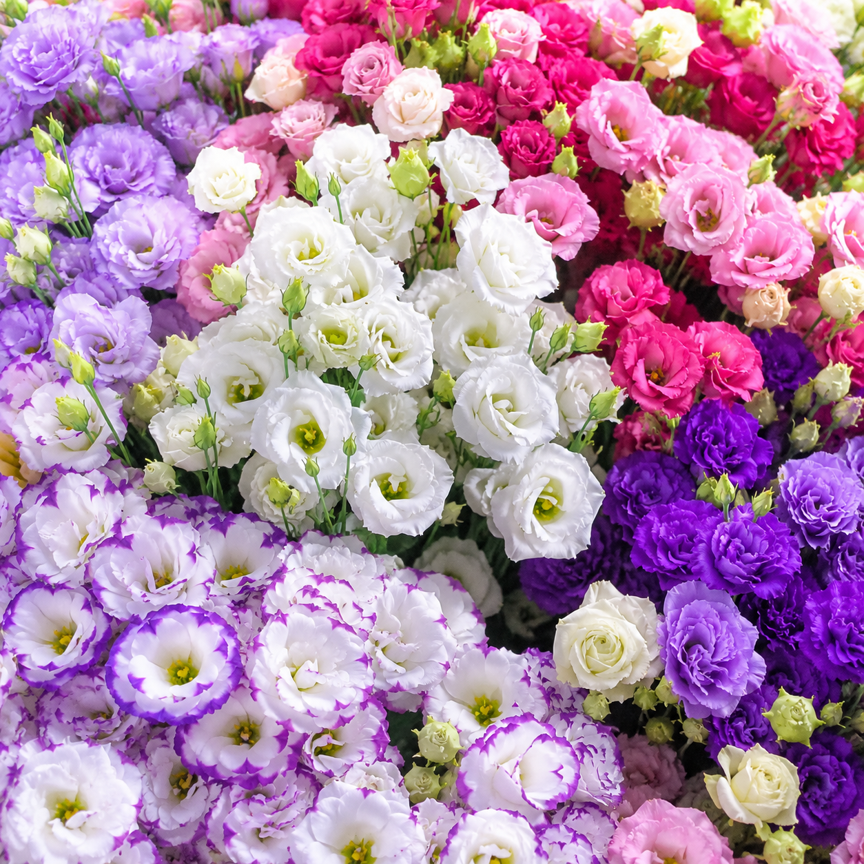 Gypsophila Flower Seeds - seed packet and planting photo