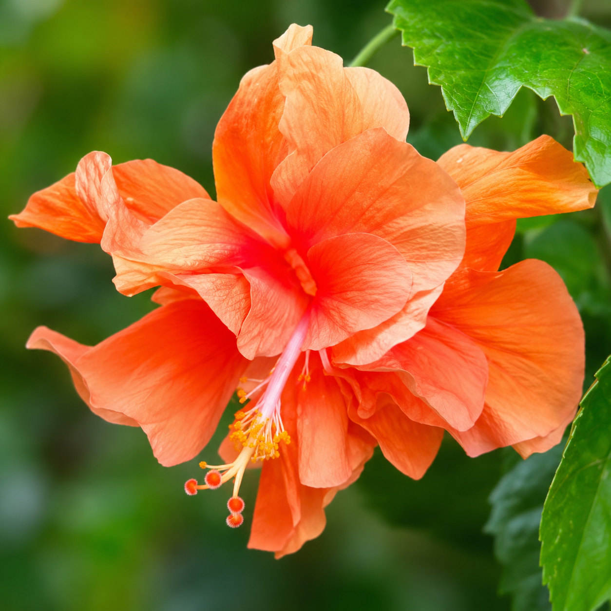 Home Grow Hibiscus Flower Seeds - seed packet and planting photo