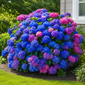 Hydrangea Flower Seeds - seed packet and planting photo