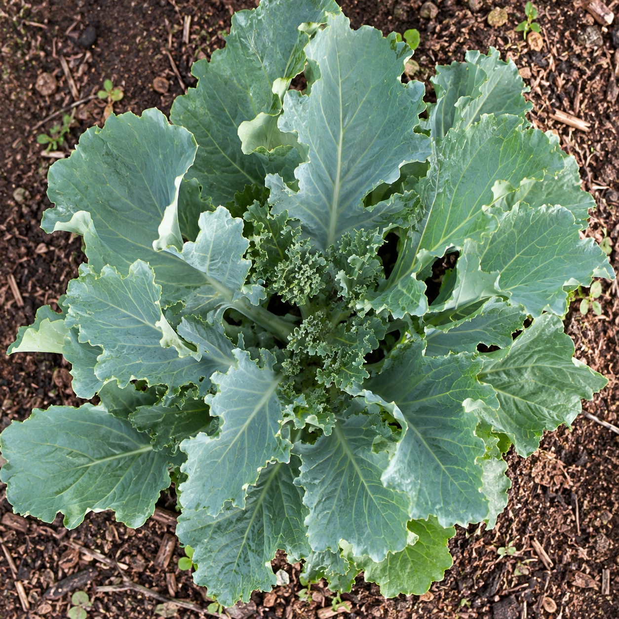 Kale Planting Seeds for Home Gardens - seed packet and planting photo