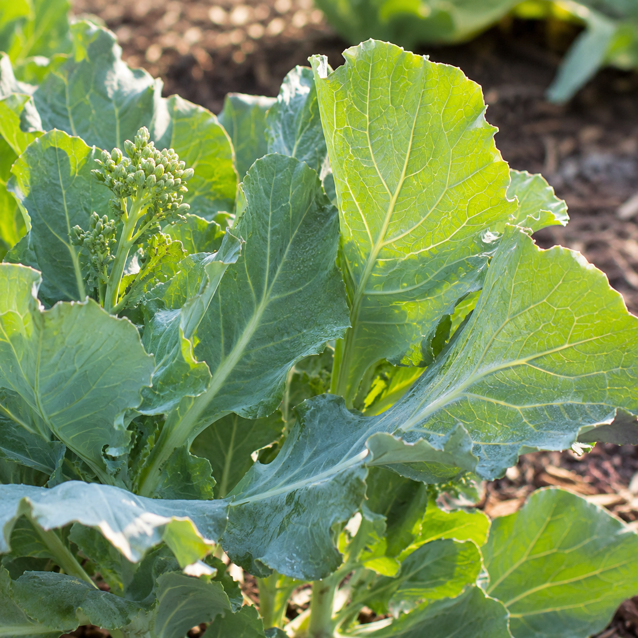 Kale Planting Seeds for Home Gardens - seed packet and planting photo