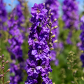 Home Grow Larkspur / Delphinium Flower Seeds - seed packet and planting photo