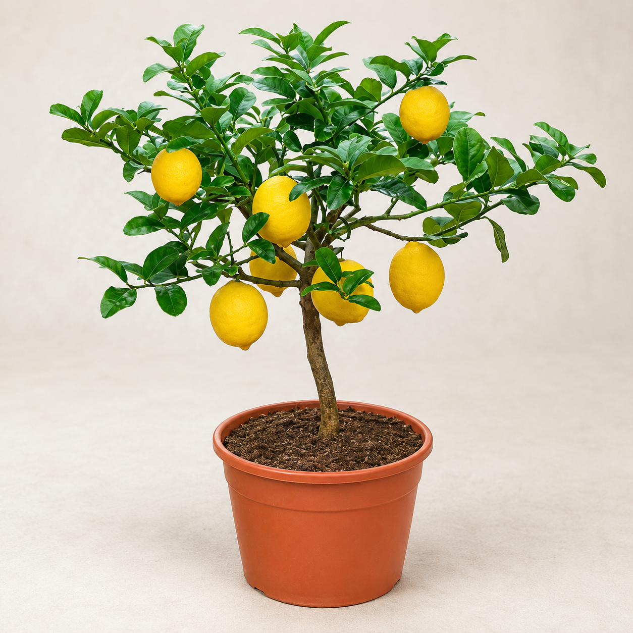 Lemon Fruit Seeds - seed packet and planting photo