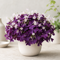 Purple-Leaf Oxalis Bulbs Flower Seeds - seed packet and planting photo