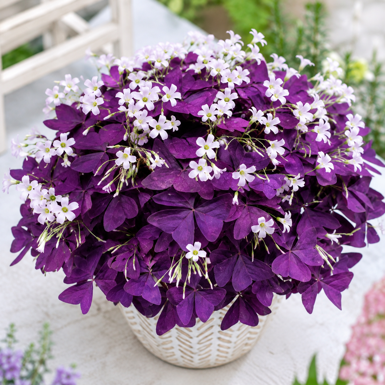 Purple-Leaf Oxalis Bulbs Flower Seeds - seed packet and planting photo