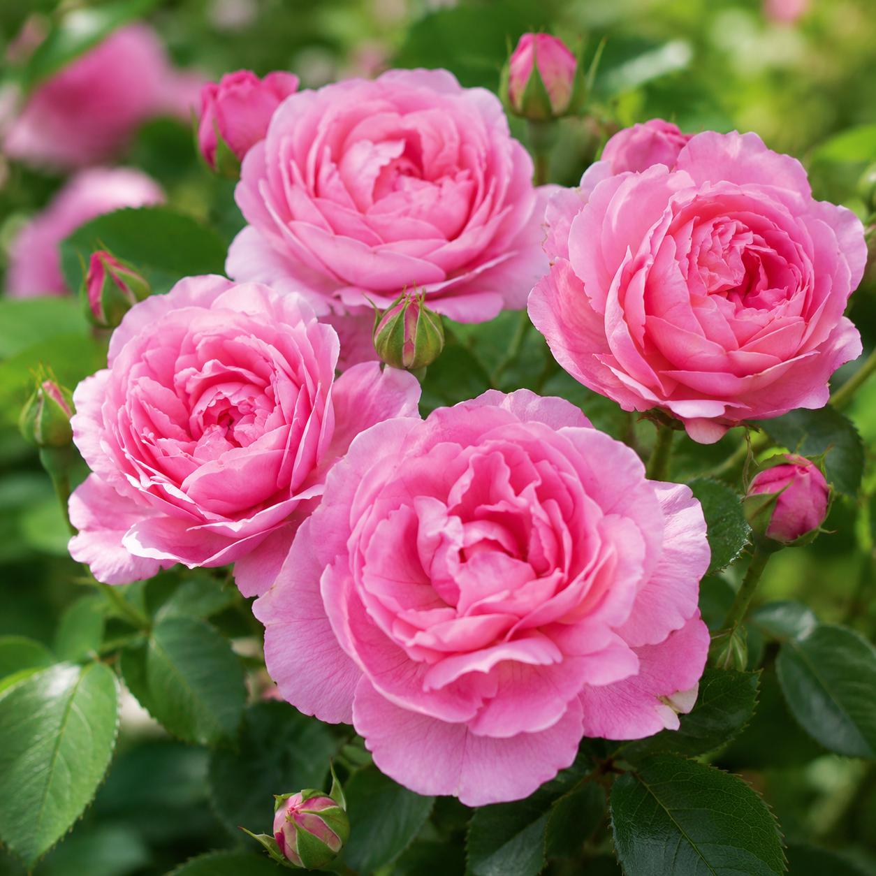 Rose Flower Seeds - seed packet and planting photo