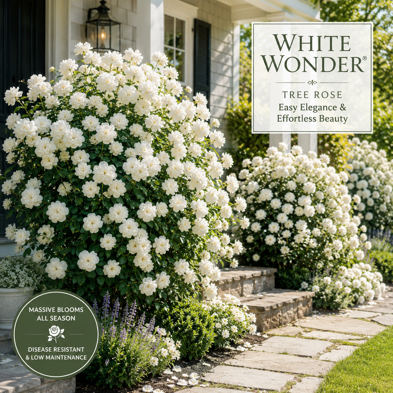 Gardenia Flower Seeds - seed packet and planting photo