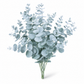 Silver Leaf Eucalyptus Flower Seeds - seed packet and planting photo