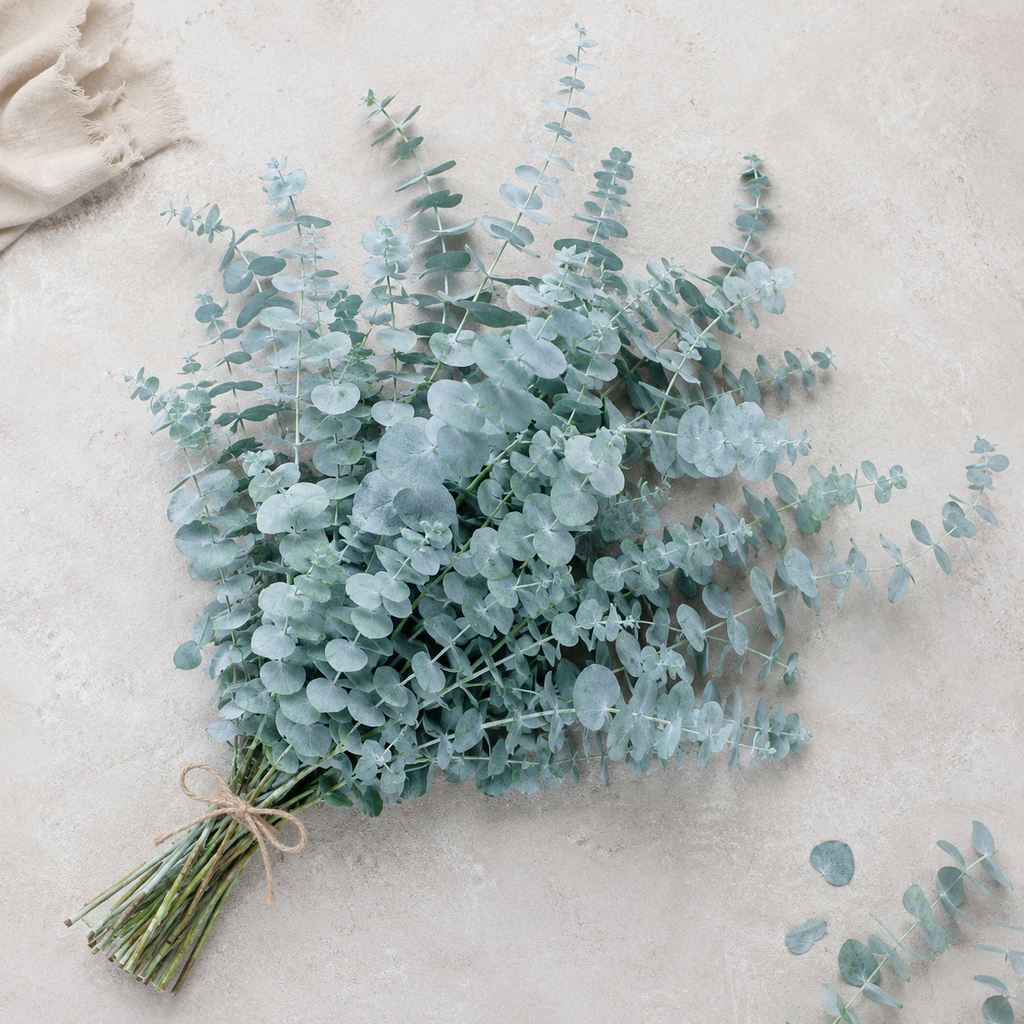 Silver Leaf Eucalyptus Flower Seeds - seed packet and planting photo