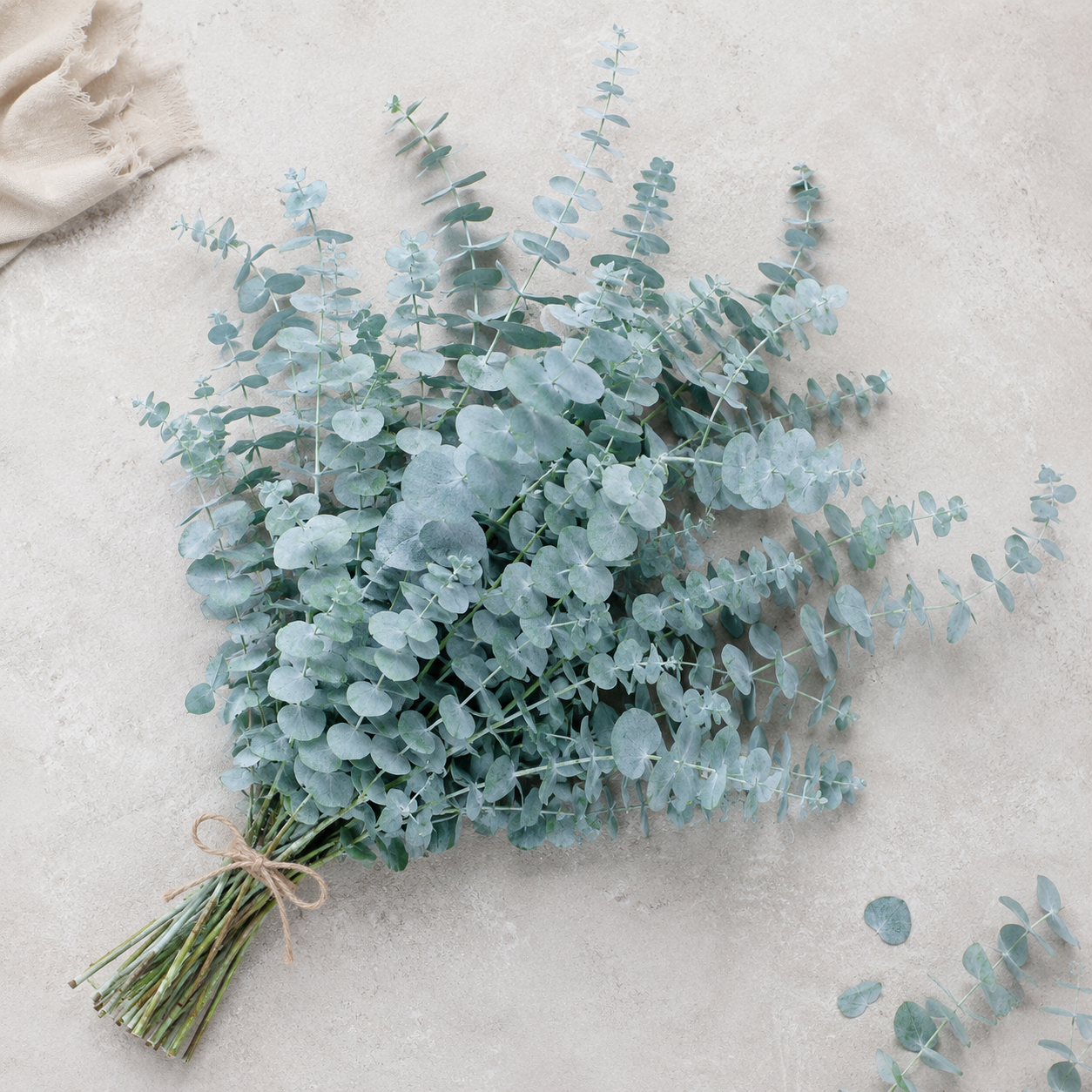 Silver Leaf Eucalyptus Flower Seeds - seed packet and planting photo