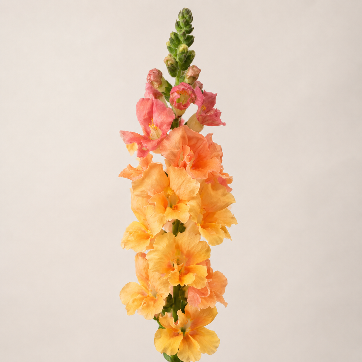 Home Grow Snapdragon Flower Seeds - seed packet and planting photo