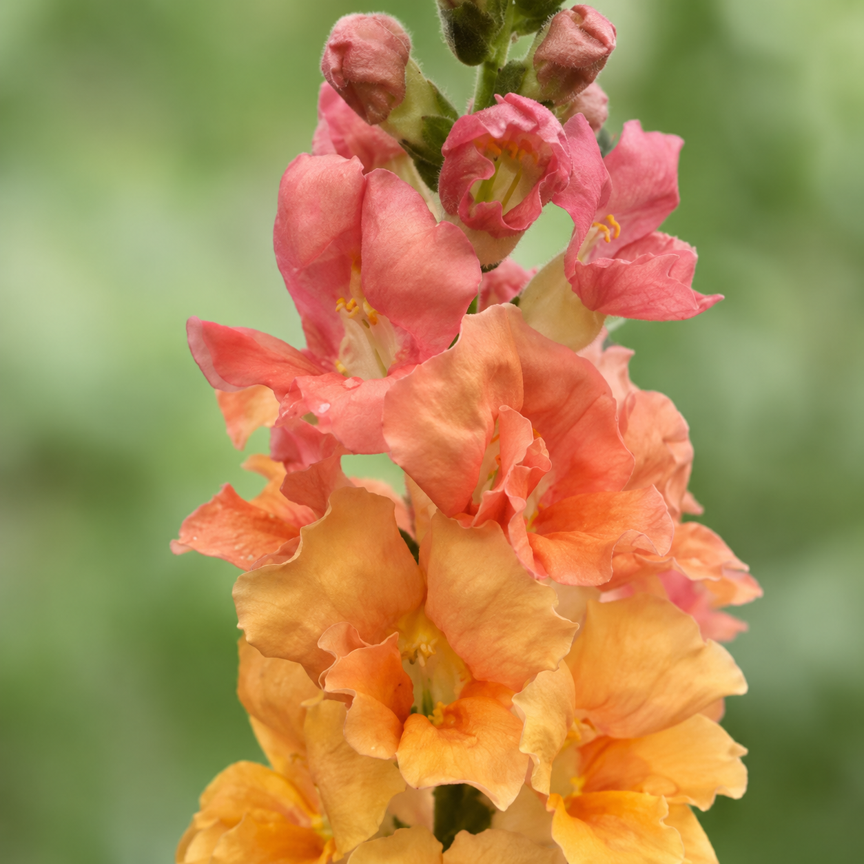 Home Grow Snapdragon Flower Seeds - seed packet and planting photo